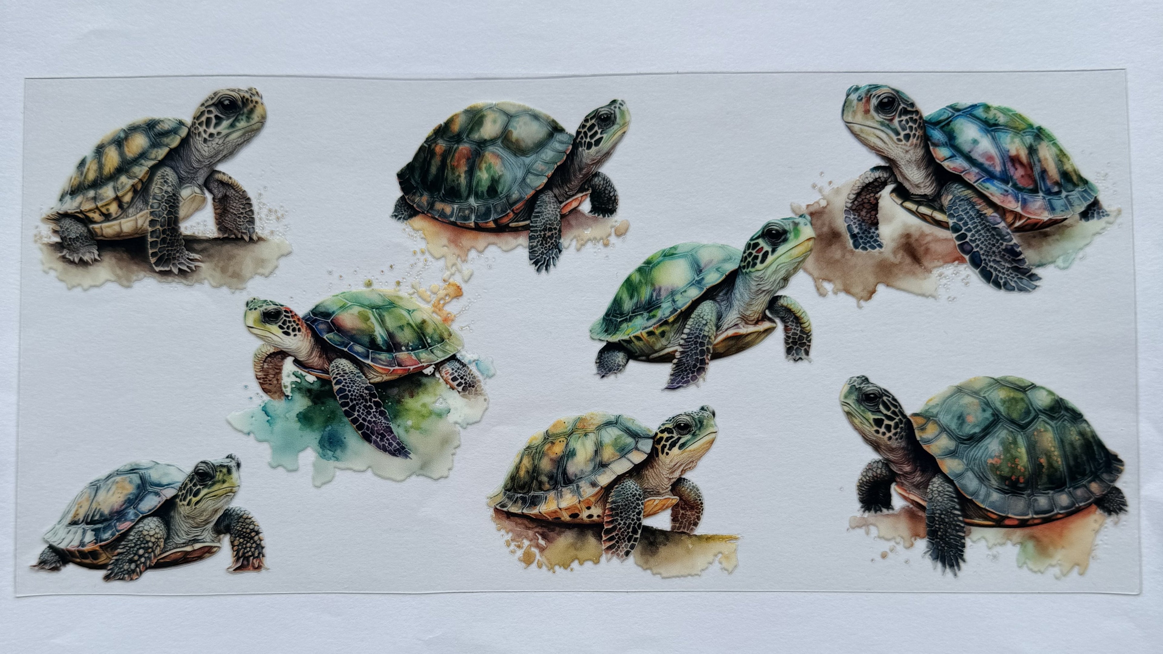 Turtles